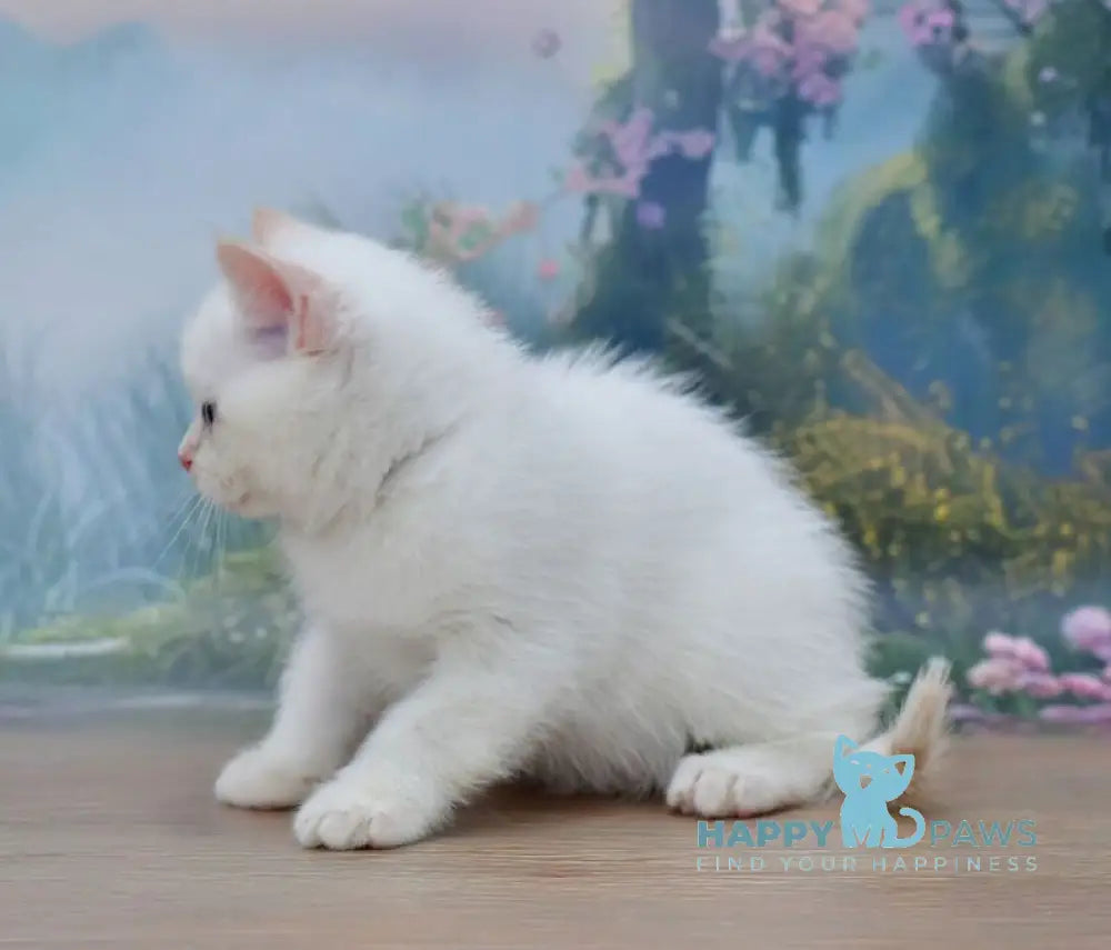 Irvin Scottish Straight male red tabby pointed live animals