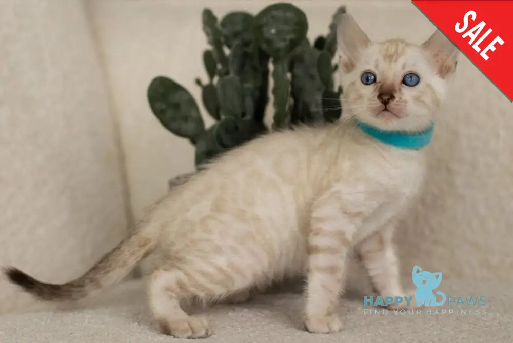 Irwin Bengal male black pointed live animals