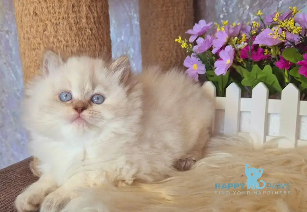 Irwin British Longhair male chocolate golden shaded pointed live animals