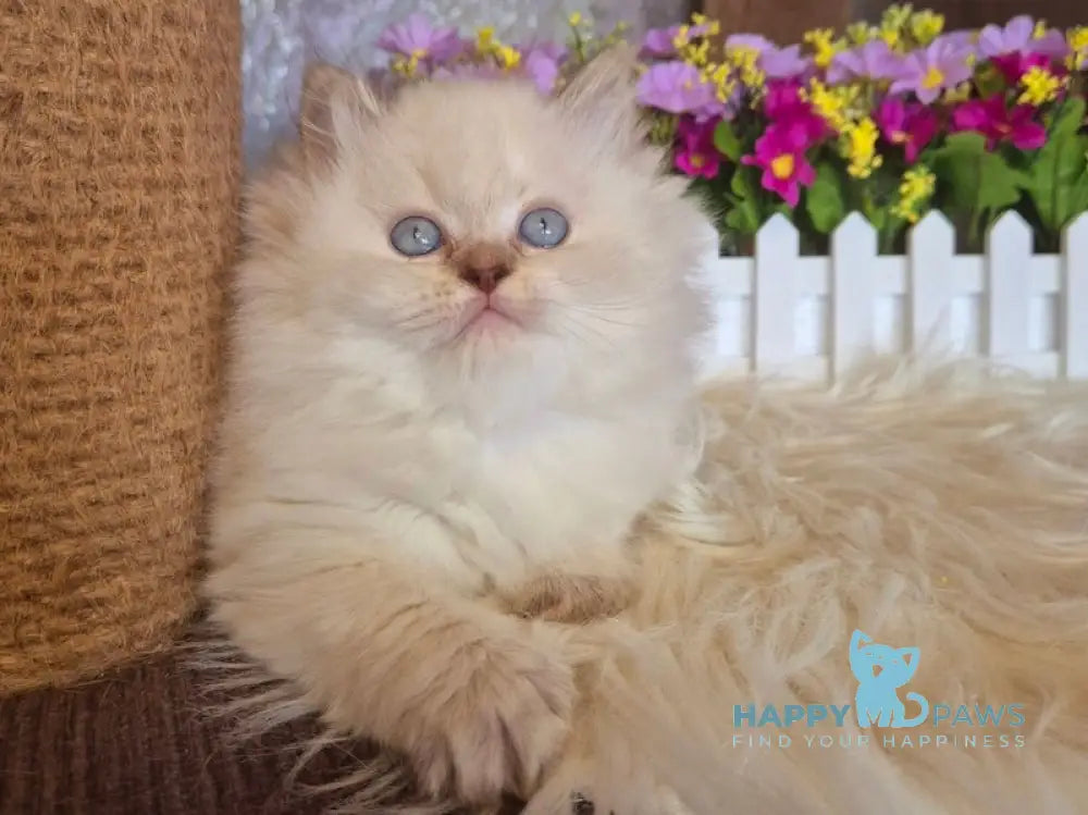 Irwin British Longhair male chocolate golden shaded pointed live animals