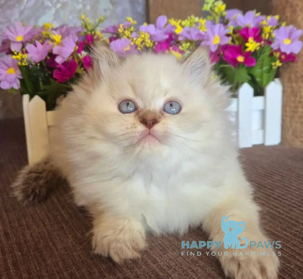 Irwin British Longhair male chocolate golden shaded pointed live animals