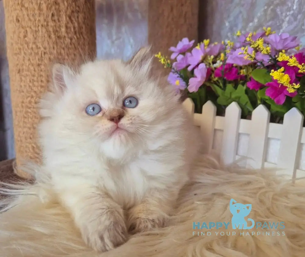 Irwin British Longhair male chocolate golden shaded pointed live animals