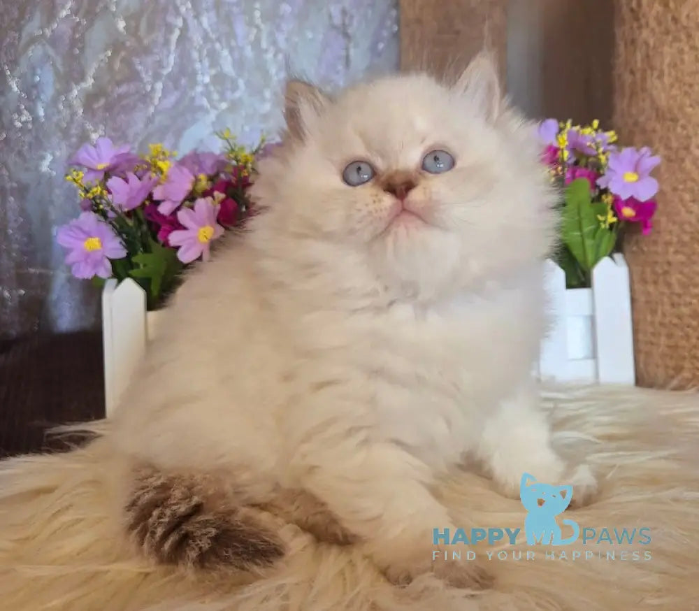 Irwin British Longhair male chocolate golden shaded pointed live animals