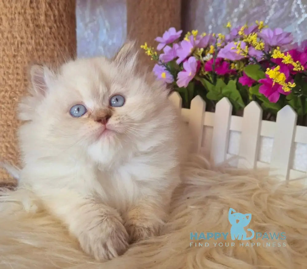 Irwin British Longhair male chocolate golden shaded pointed live animals