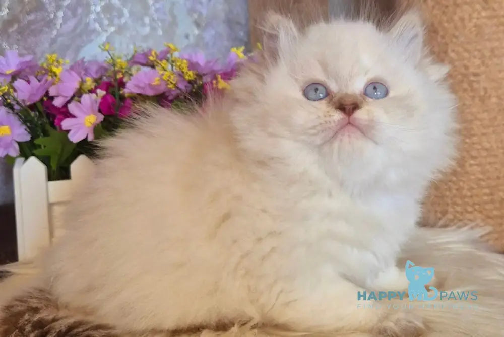 Irwin British Longhair male chocolate golden shaded pointed live animals