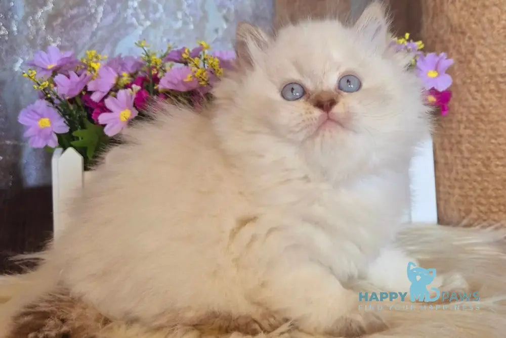 Irwin British Longhair male chocolate golden shaded pointed live animals