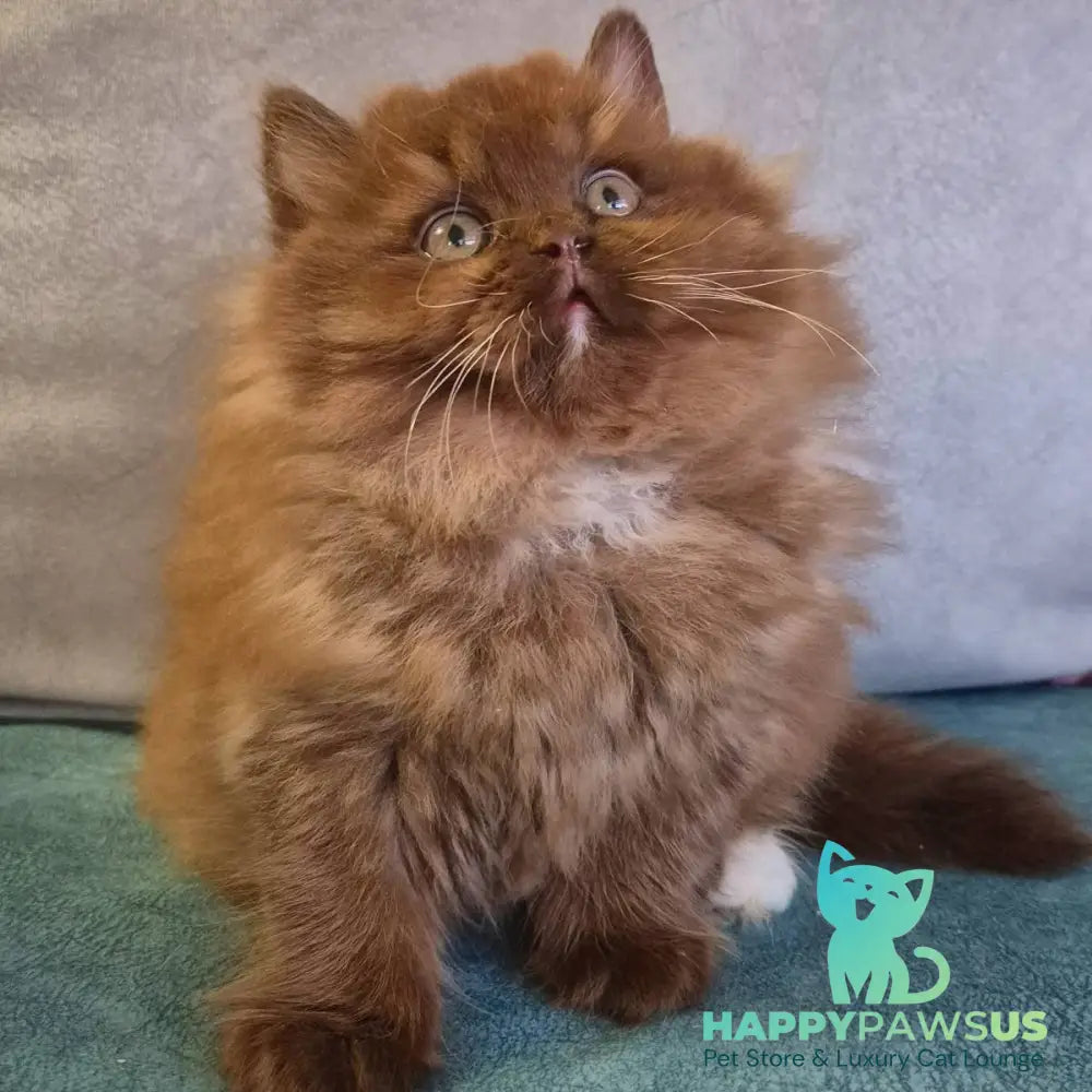 Irwin British Longhair male chocolate with white - live animals
