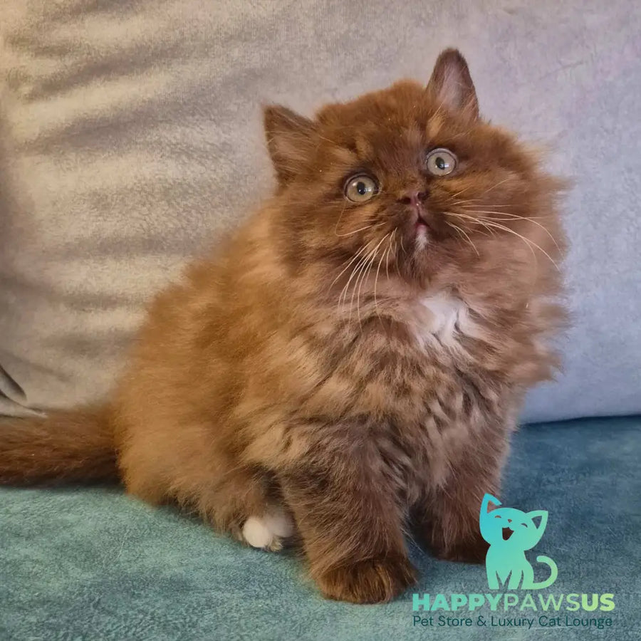 Irwin British Longhair male chocolate with white - live animals