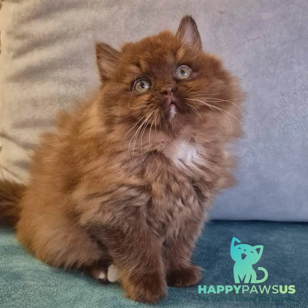 Irwin British Longhair male chocolate with white - live animals