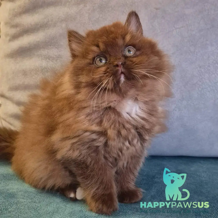 Irwin British Longhair male chocolate with white - live animals