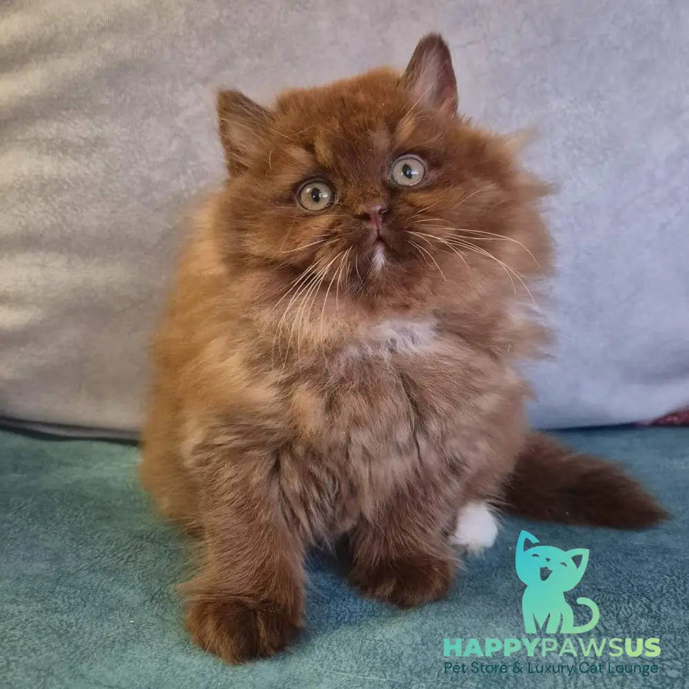 Irwin British Longhair male chocolate with white - live animals