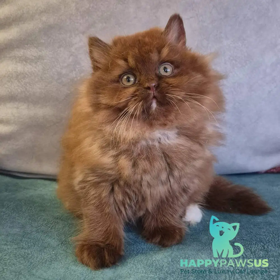 Irwin British Longhair male chocolate with white - live animals