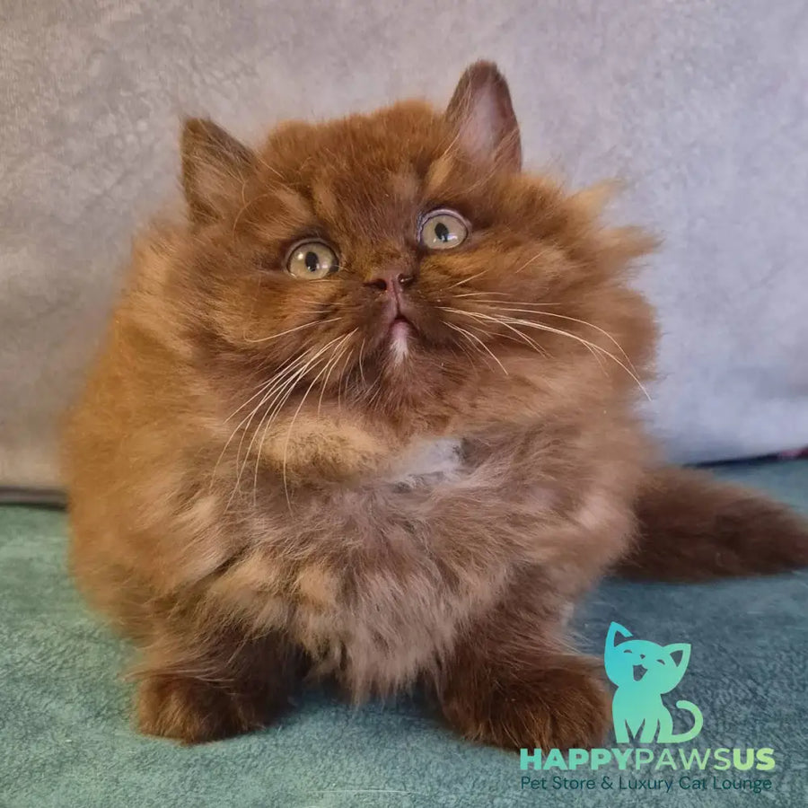 Irwin British Longhair male chocolate with white - live animals