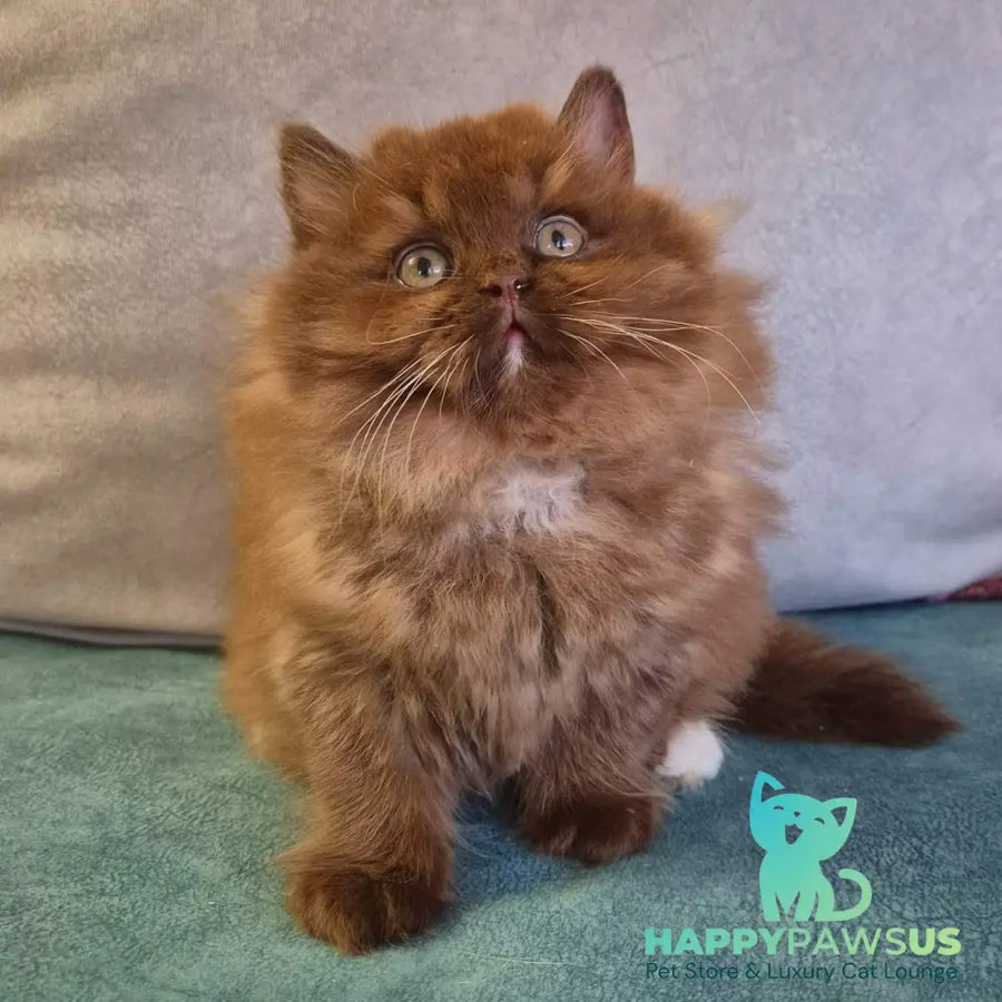 Irwin British Longhair male chocolate with white - live animals