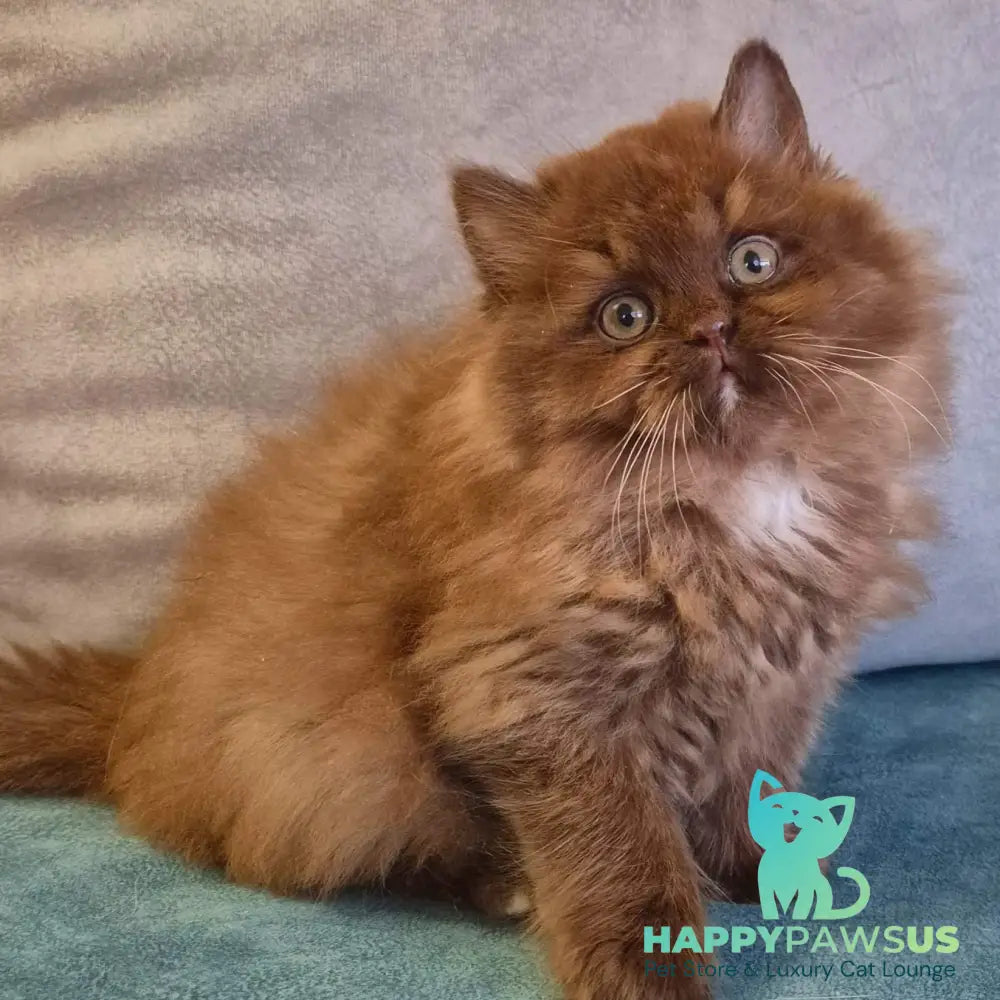 Irwin British Longhair male chocolate with white - live animals