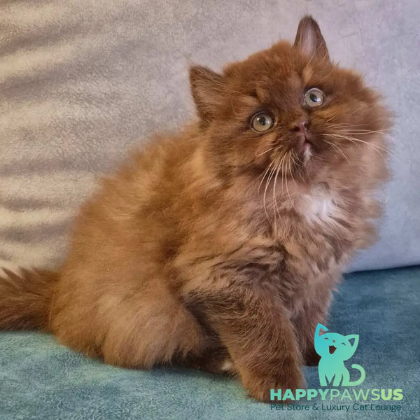 Irwin British Longhair male chocolate with white - live animals