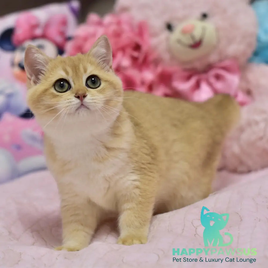 Irwin British Shorthair male black golden shaded - live animals