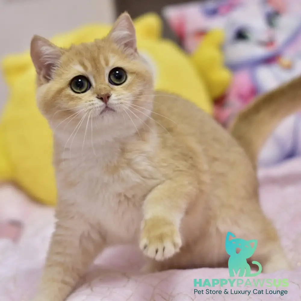 Irwin British Shorthair male black golden shaded - live animals