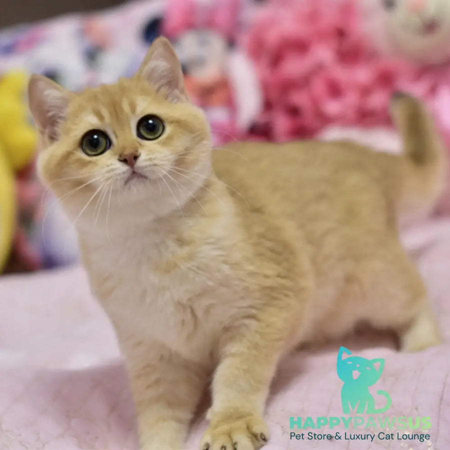 Irwin British Shorthair male black golden shaded - live animals