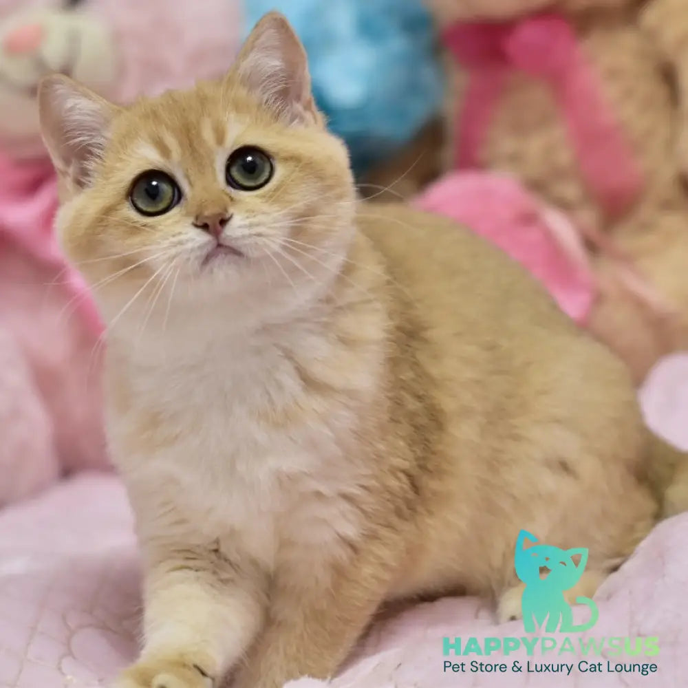 Irwin British Shorthair male black golden shaded - live animals