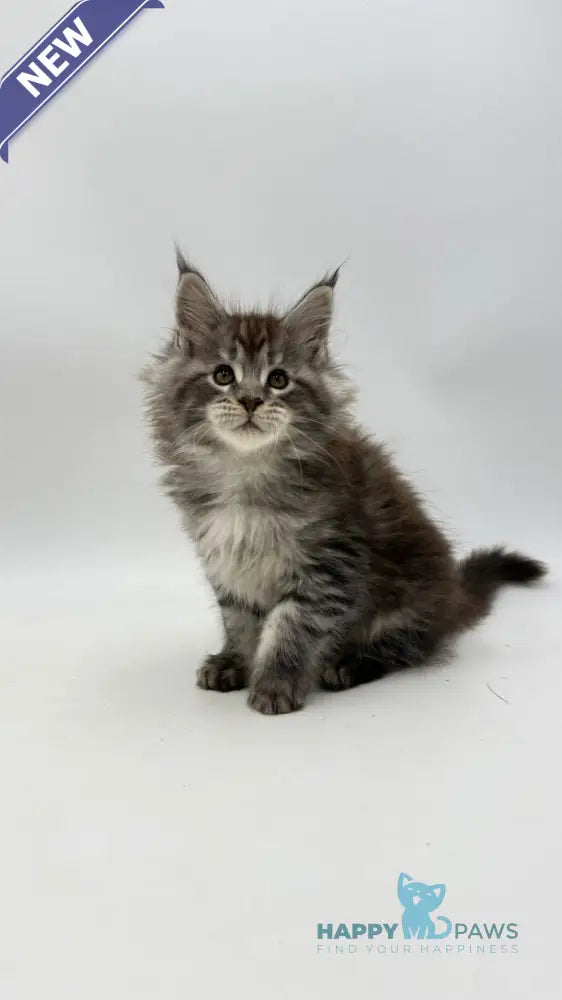 Irwin Maine Coon male black silver tabby live animals