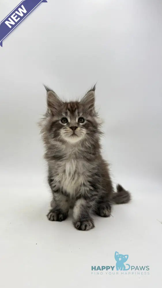 Irwin Maine Coon male black silver tabby live animals