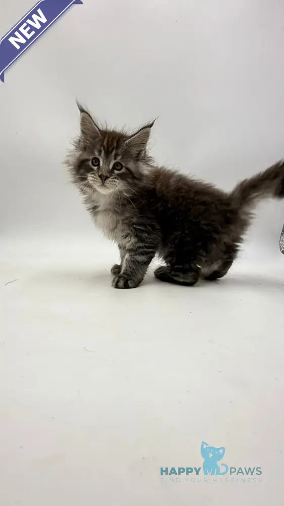 Irwin Maine Coon male black silver tabby live animals