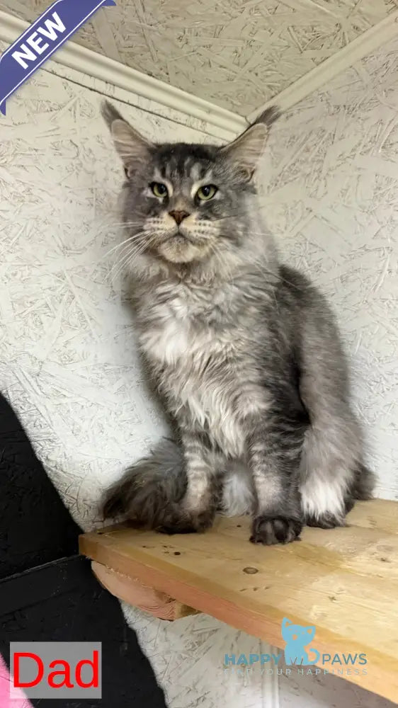 Irwin Maine Coon male black silver tabby live animals