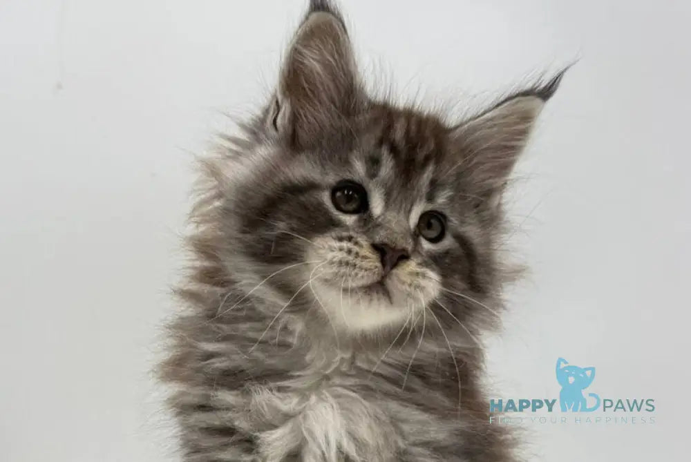 Irwin Maine Coon male black silver tabby live animals