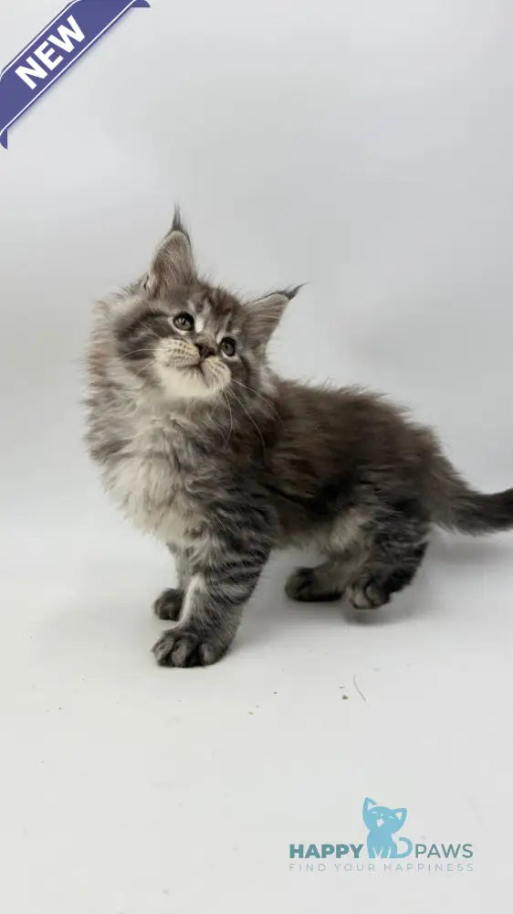 Irwin Maine Coon male black silver tabby live animals