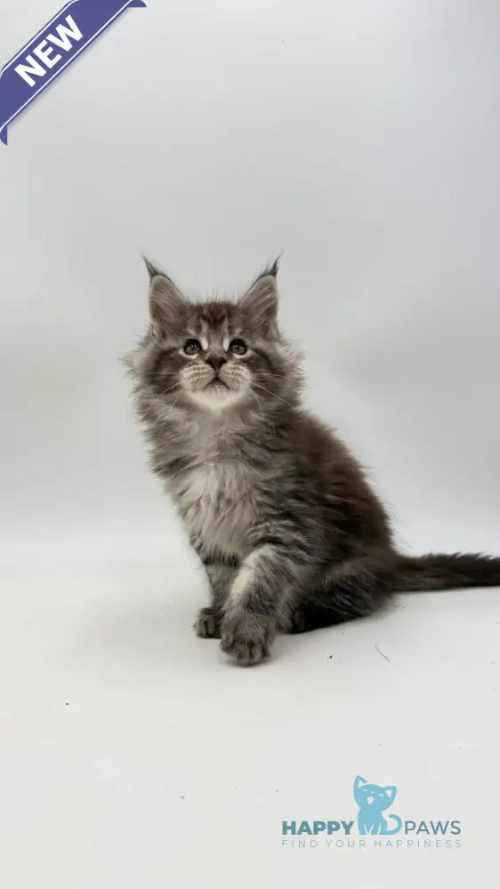 Irwin Maine Coon male black silver tabby live animals