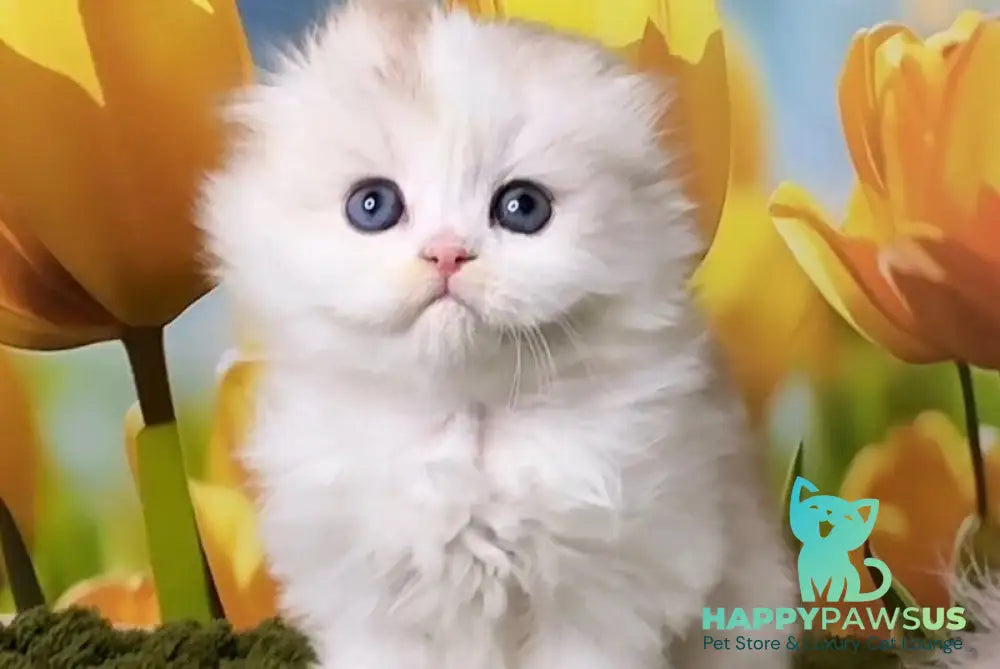 Irwin Scottish Fold male chocolate silver chinchilla - live animals