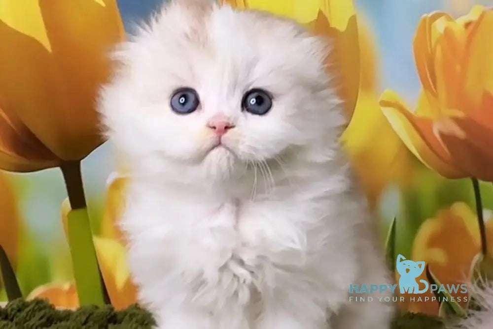Irwin Scottish Fold male chocolate silver chinchilla - live animals