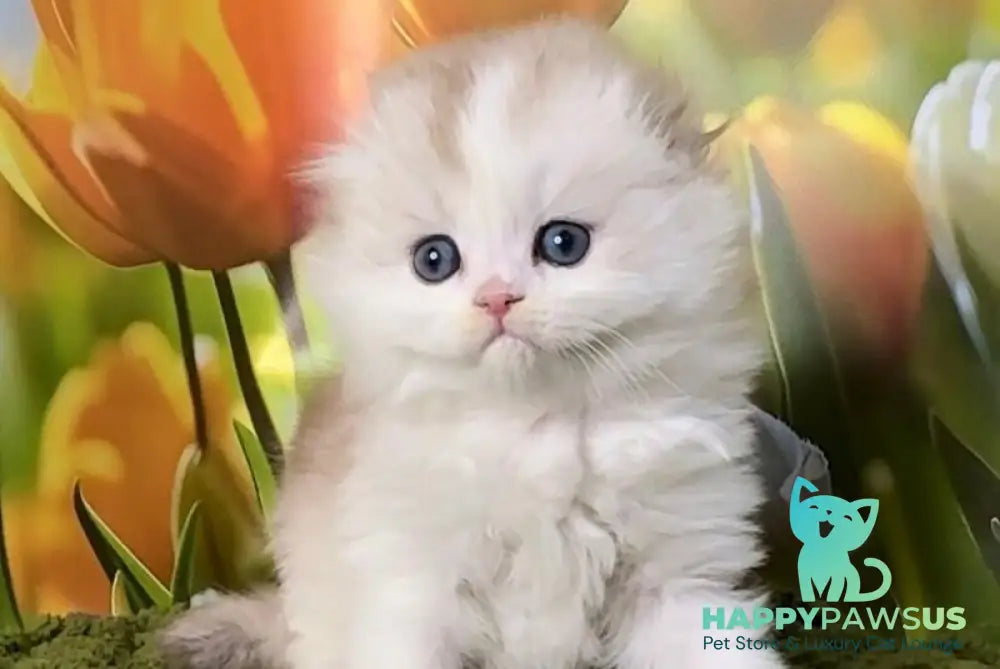 Irwin Scottish Fold male chocolate silver chinchilla - live animals