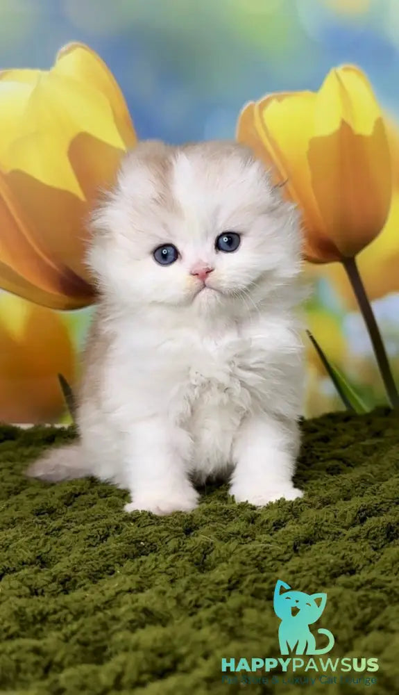 Irwin Scottish Fold male chocolate silver chinchilla - live animals