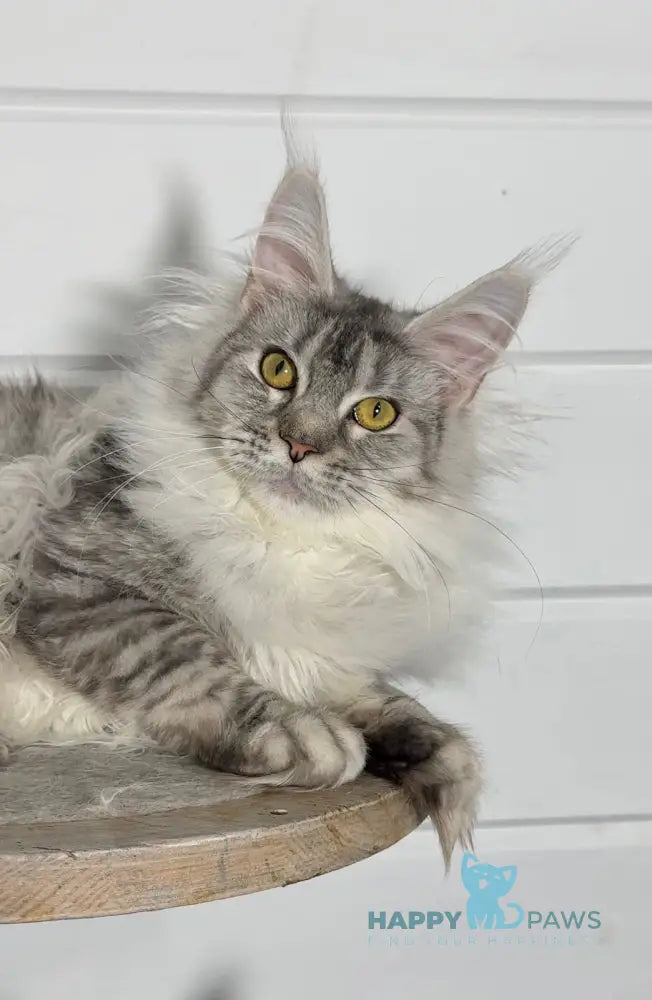 Isa Maine Coon female black silver tabby live animals