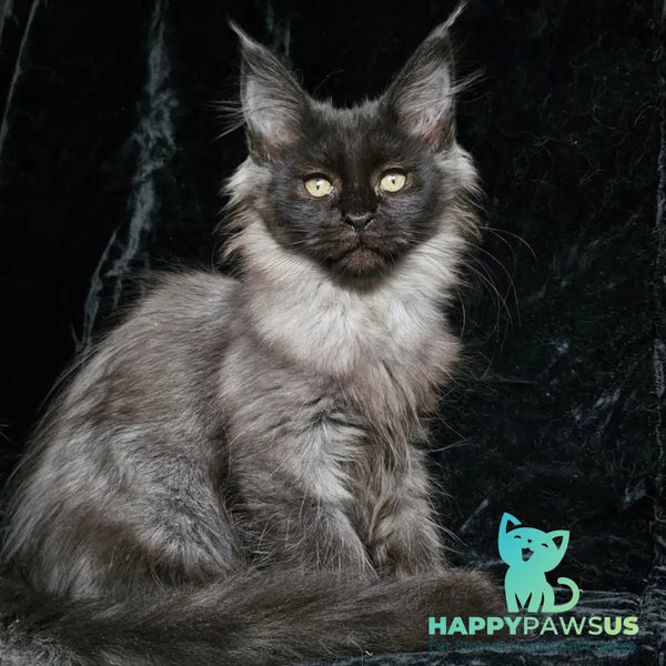 Isabel Maine Coon female black silver - live animals