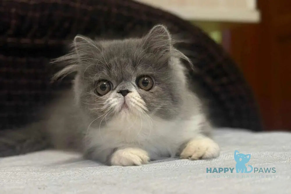 Isabel Persian female blue bicolour live animals