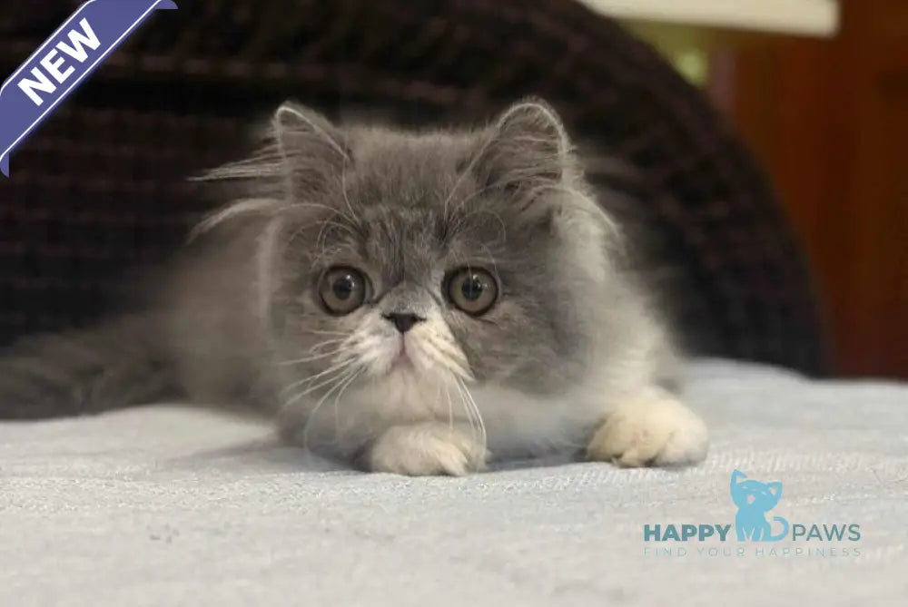 Isabel Persian female blue bicolour live animals
