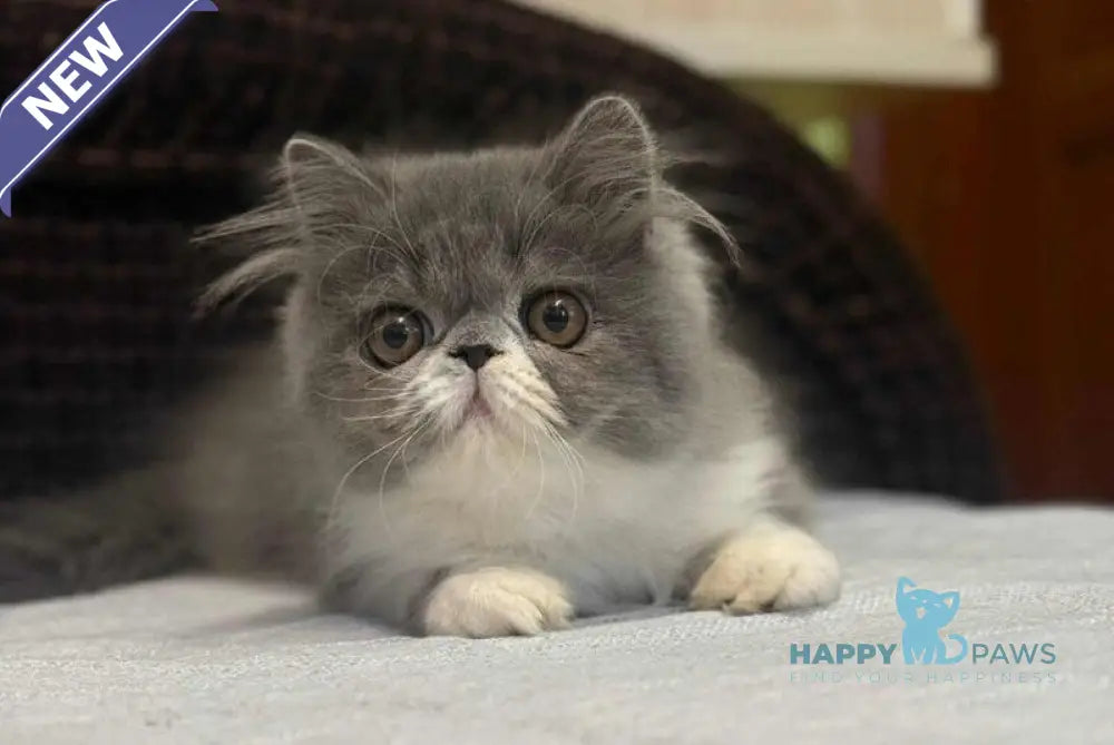 Isabel Persian female blue bicolour live animals