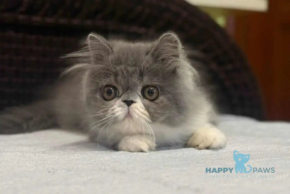 Isabel Persian female blue bicolour live animals