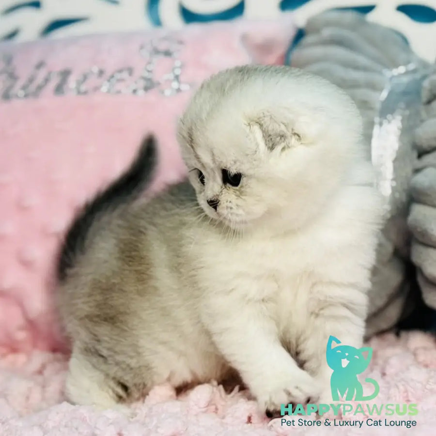Isabel Scottish Fold female black silver shaded - live animals