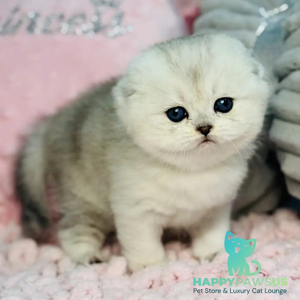Isabel Scottish Fold female black silver shaded - live animals