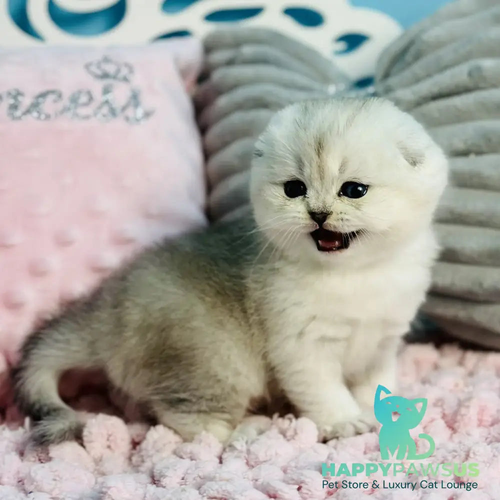 Isabel Scottish Fold female black silver shaded - live animals