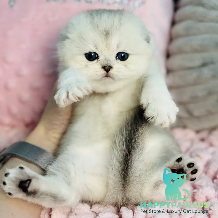 Isabel Scottish Fold female black silver shaded - live animals