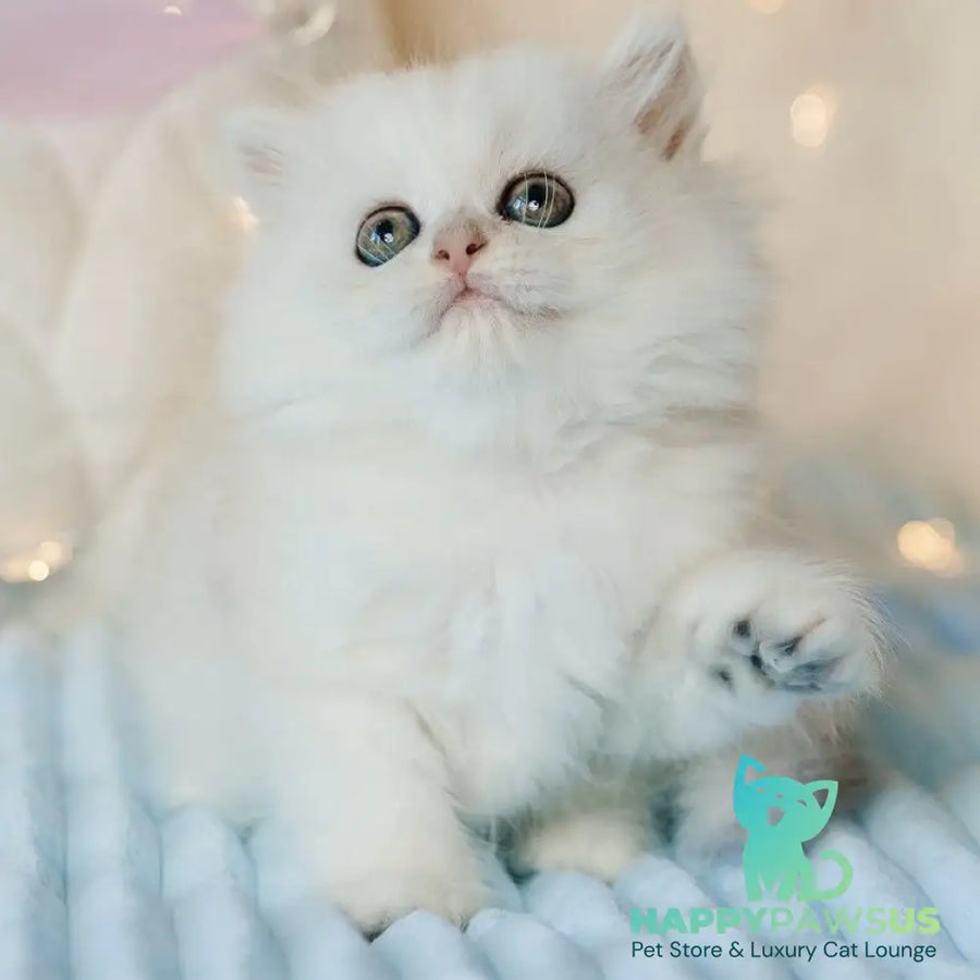 Isabel Scottish Straight female black silver shaded - live animals