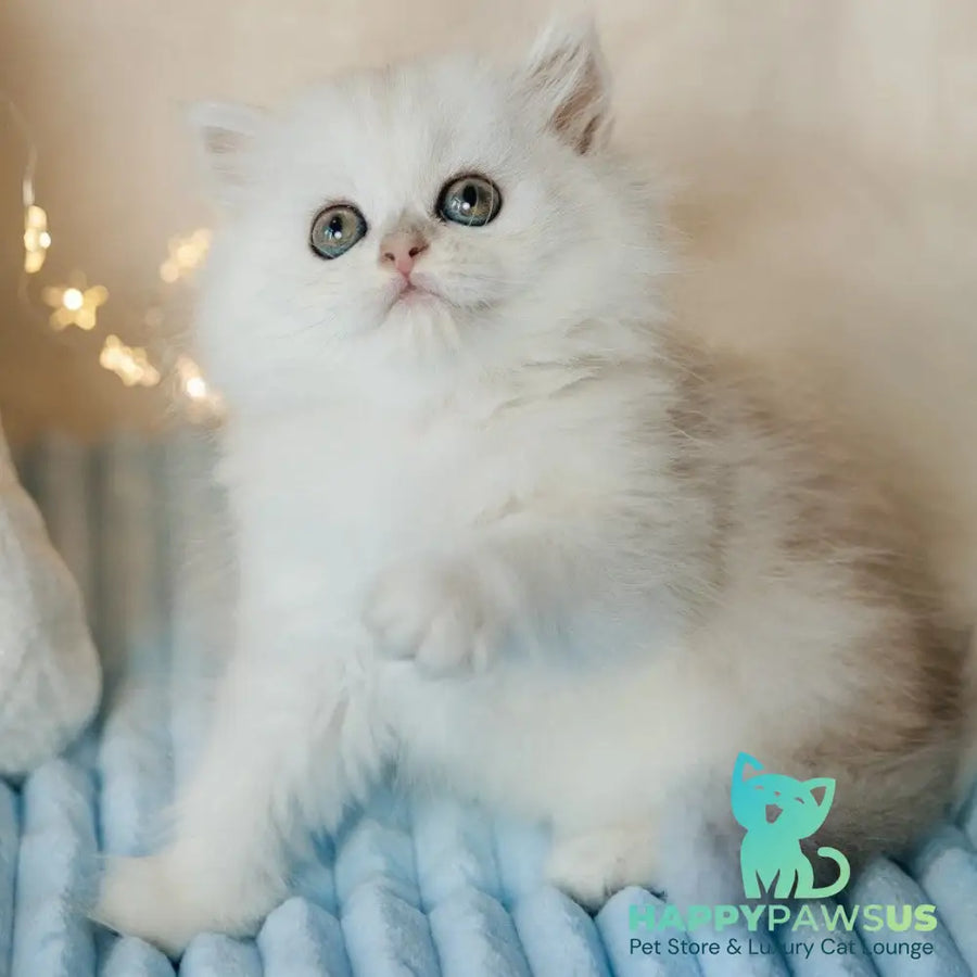 Isabel Scottish Straight female black silver shaded - live animals