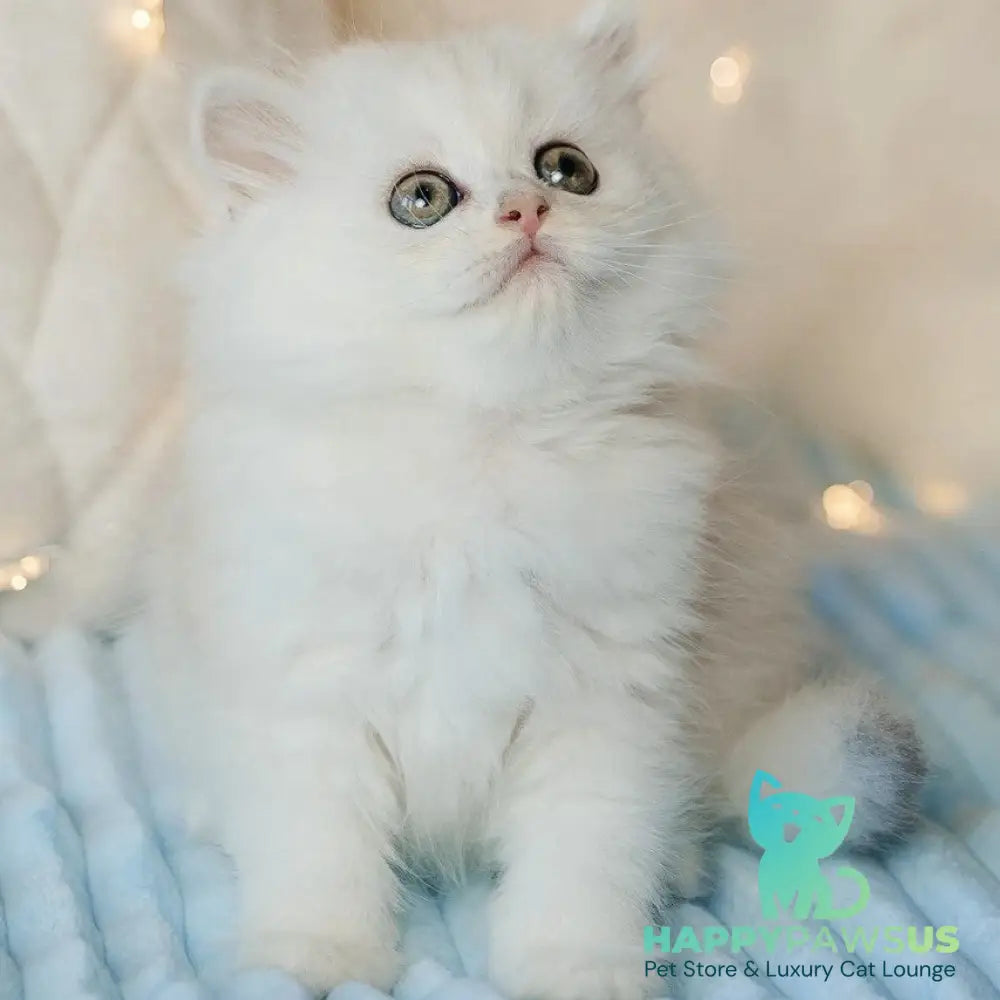 Isabel Scottish Straight female black silver shaded - live animals