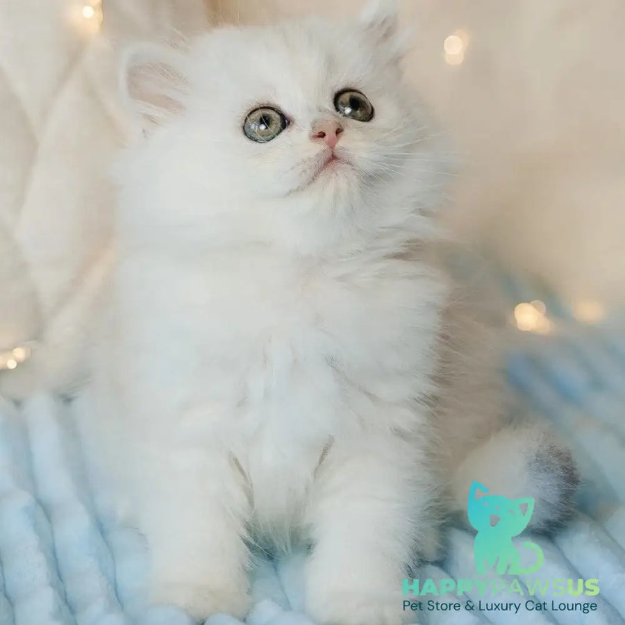 Isabel Scottish Straight female black silver shaded - live animals