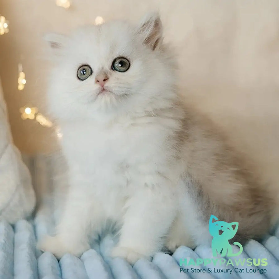 Isabel Scottish Straight female black silver shaded - live animals